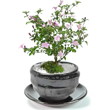 小品盆栽　サボテン　植物鉢 8点組　絵柄6点　小餅庵2点 Amazon.co.jp 売れ筋ランキング: 盆栽 の中で最も人気のある商品です